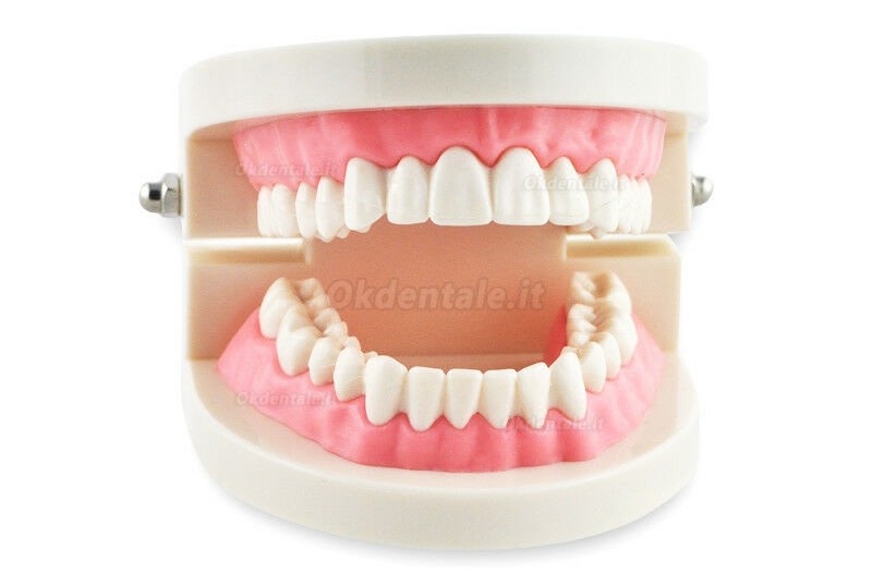 Study Teaching dimostrazione denti standard Model